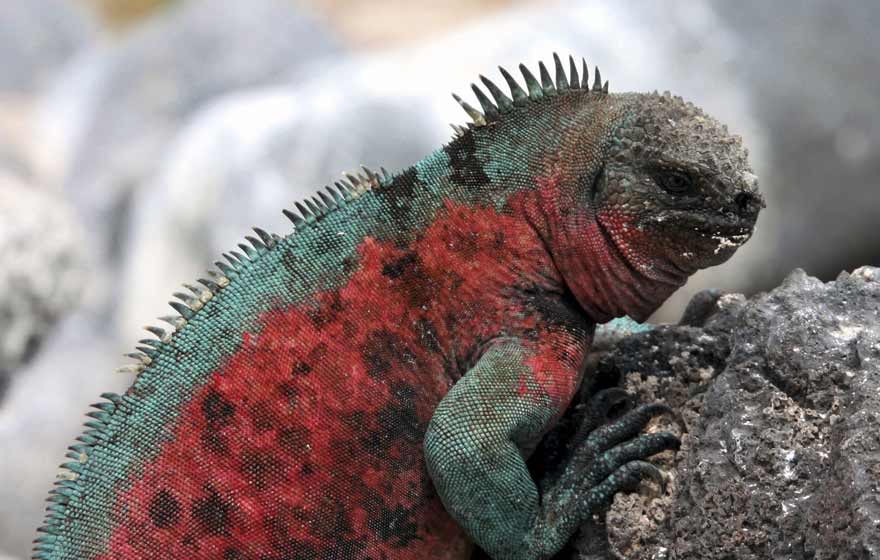 galapagos-iguana.jpg