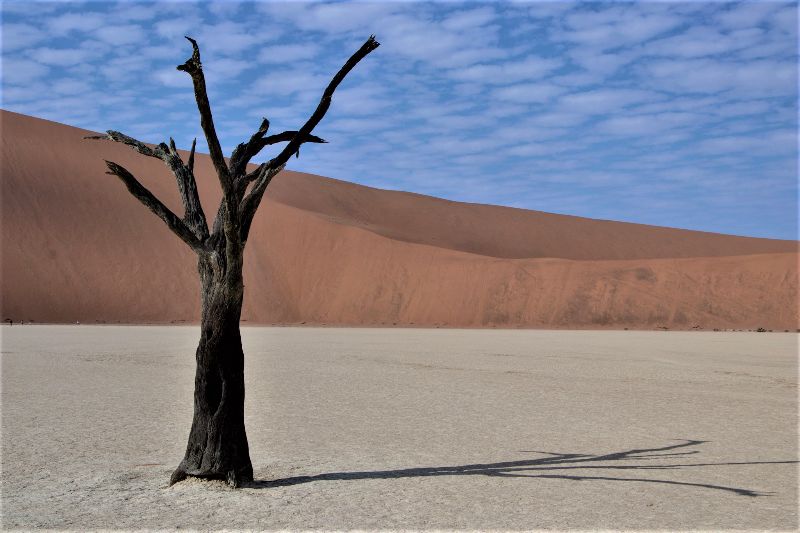 Desert tree In Namibia 2023