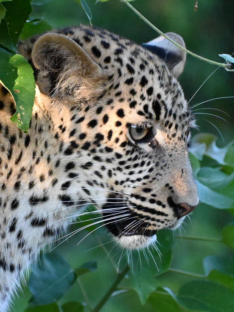 Leopard