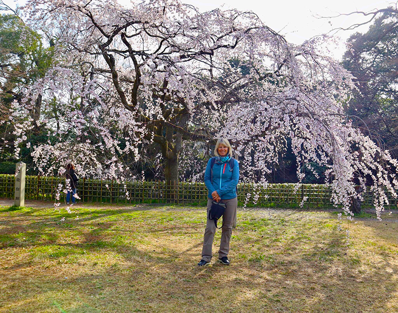 Kerry Cherry Blossom.jpg