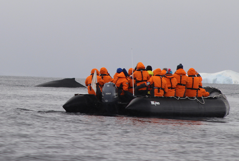 Whale 1.jpg