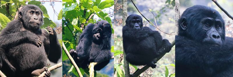 Gorillas 2.jpg