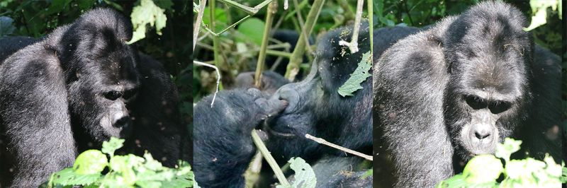 Silverback.jpg