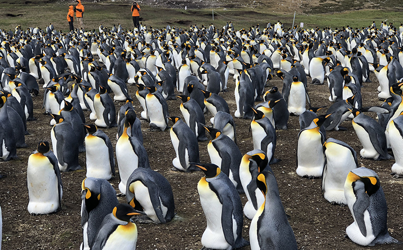 King Pengs 1.jpg