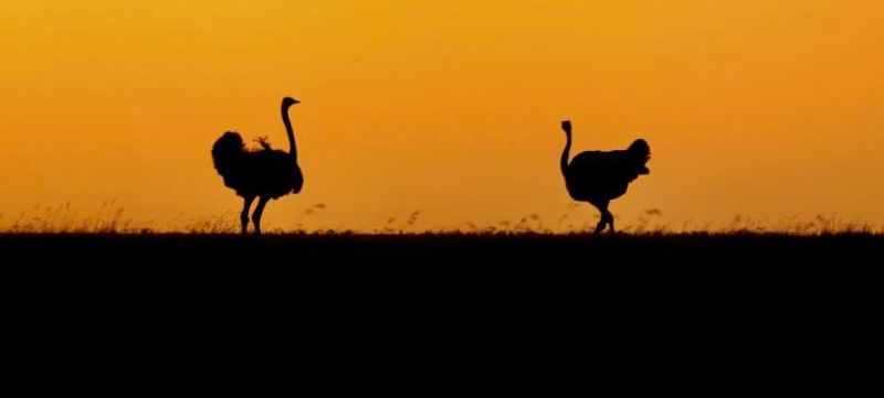 Ostriches taken at sunset in Kenya 