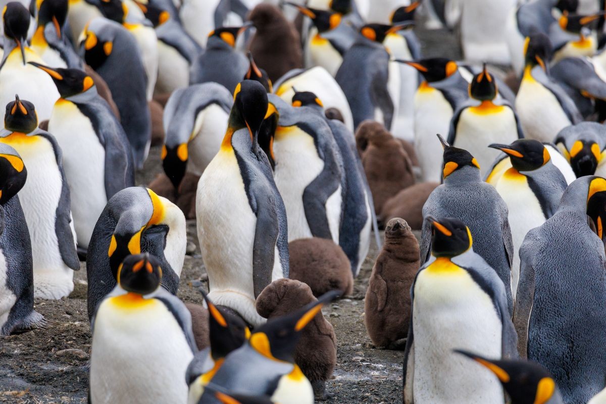 King Penguins