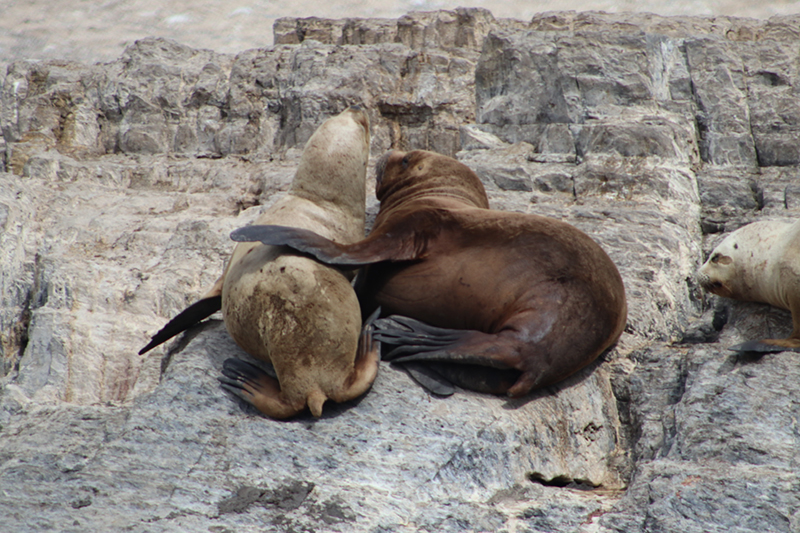 Seals.jpg