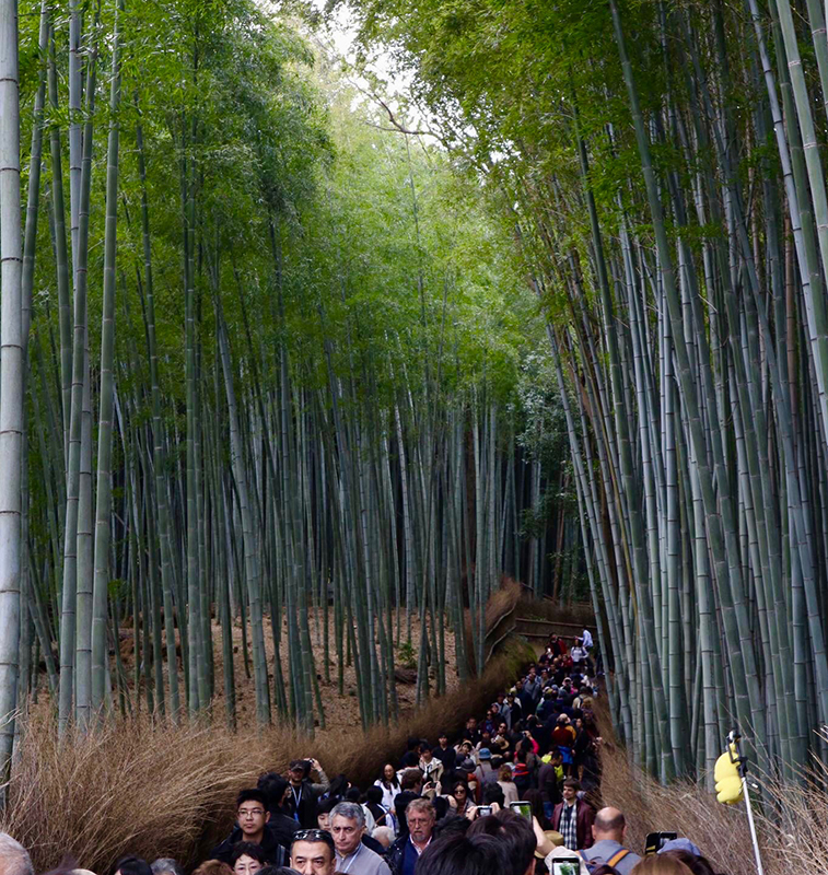 Bamboo Grove Jpaan.jpg