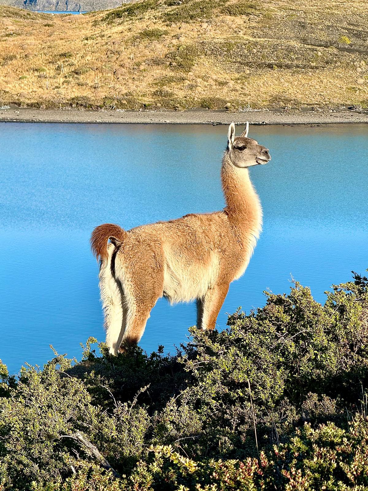 Lama in Patagonia