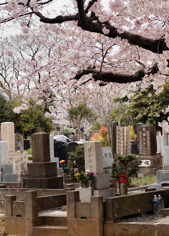 Blossoms Japan.jpg