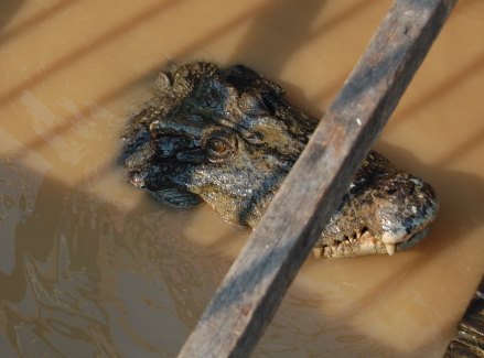 Another_inhabitant_at_Tonle_Sap_Lake.jpg