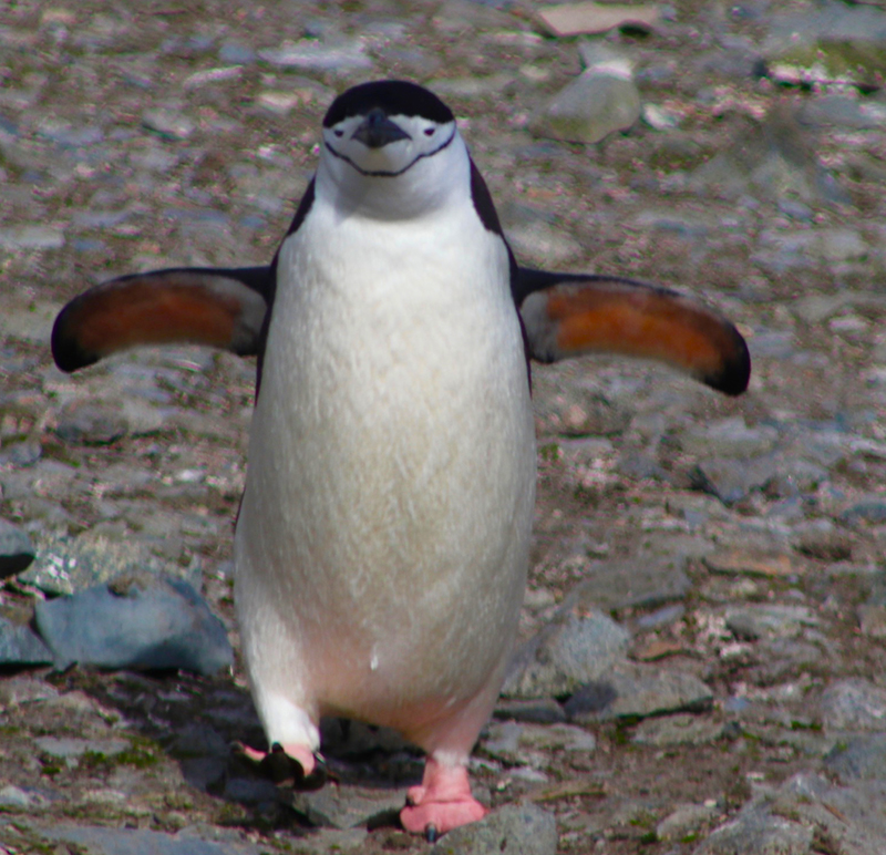 Chinstrap.jpg