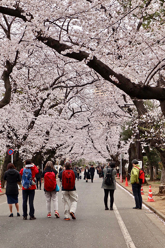 Blossoms Japan 4.jpg