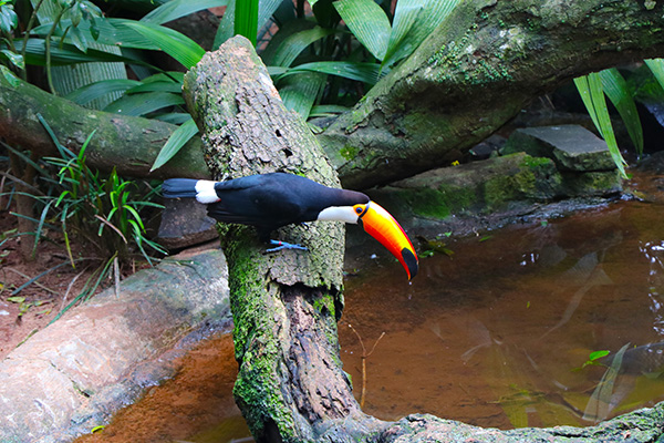 Toucan_looking_in_the_water_copy.jpg